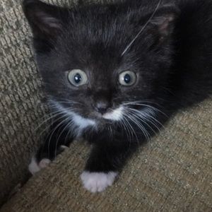 Meet your Posher, Olivia