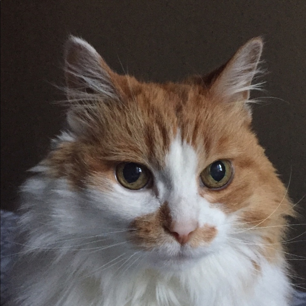 Meet your Posher, Jennifer