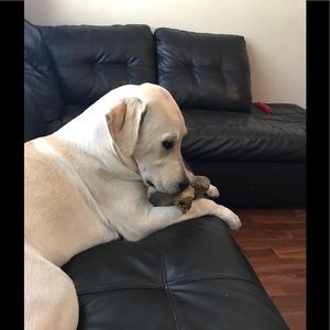 Meet your Posher, George