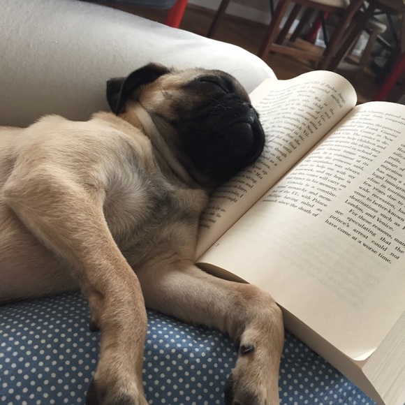 Meet your Posher, Sofia - Picture 2 of 2