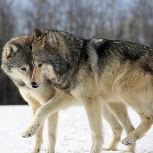 Meet your Posher, Alton