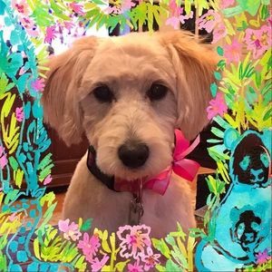 Meet your Posher, Charlotte