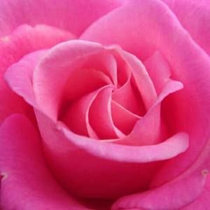 Meet your Posher, Glenna