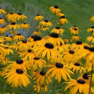 Meet your Posher, Phoebe