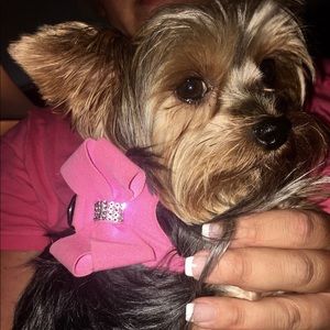 Susan Lanci dog harness