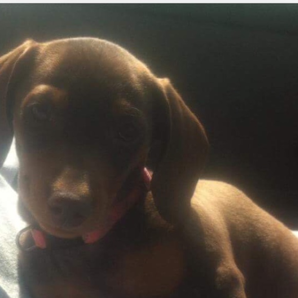 Meet your Posher, Penny