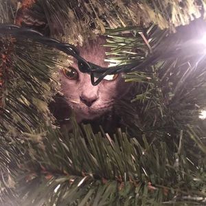 Meet your Posher, Toni