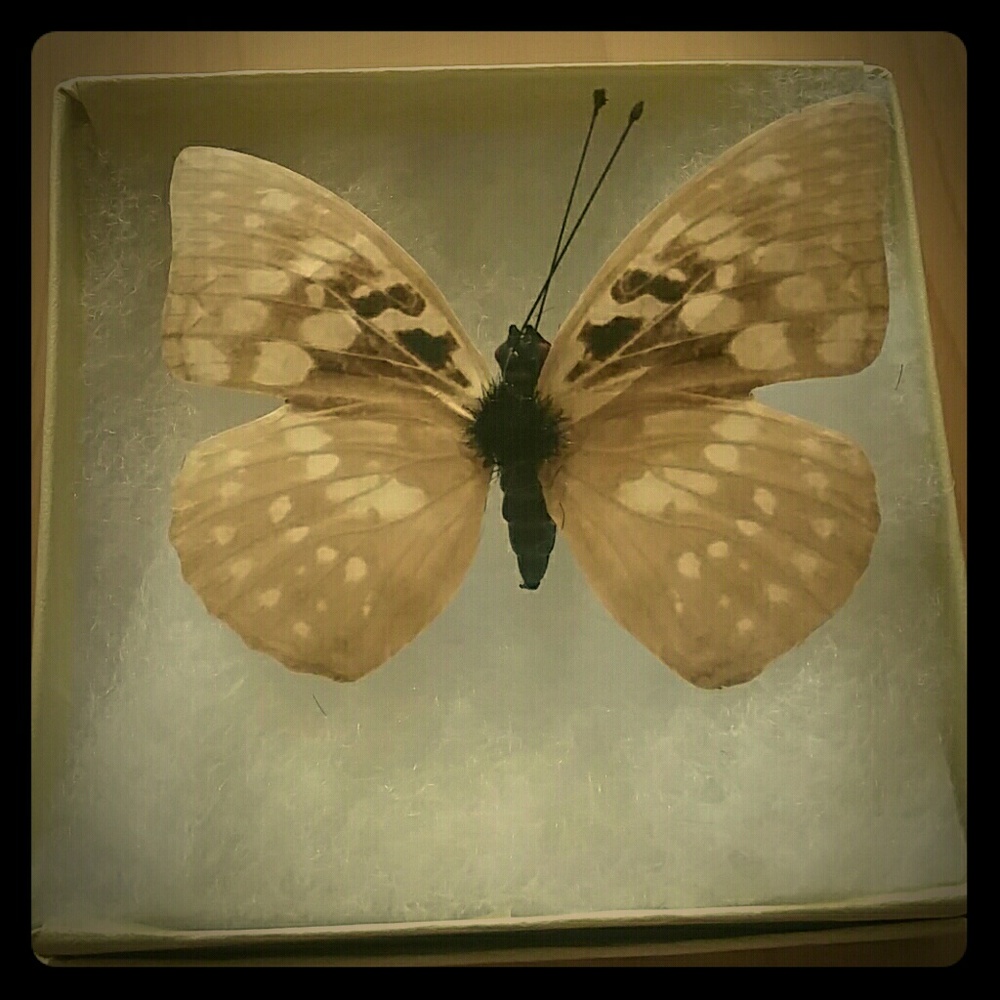 Paper Butterfly Pin with Clip Back Pendant Nature Broach