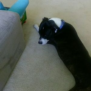 Meet your Posher, Serafin