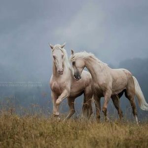 Meet your Posher, Yari