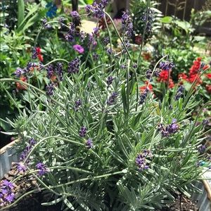 Meet your Posher, Jen