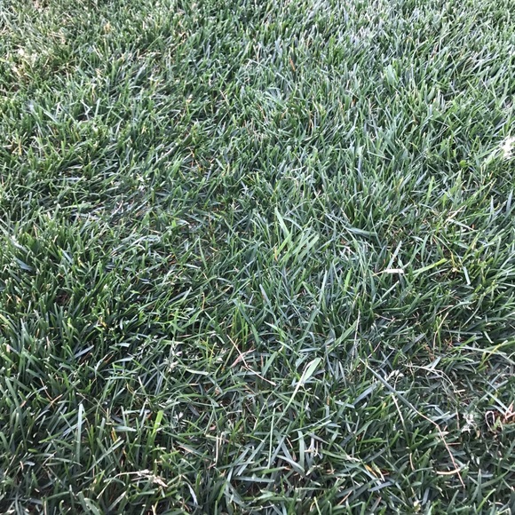 Fresh Grass - Picture 1 of 2