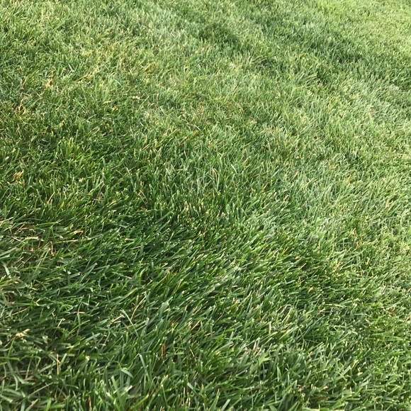 Fresh Grass - Picture 2 of 2