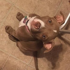 Meet your Posher, Roy