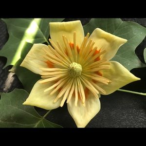 Meet your Posher, Heidi