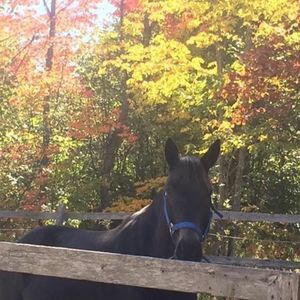 Meet your Posher, Lindsay