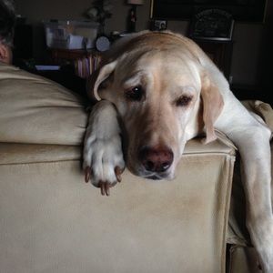 Meet your Posher, Dar