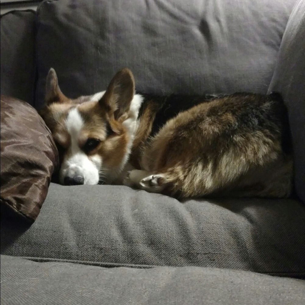 Meet your Posher, Halley