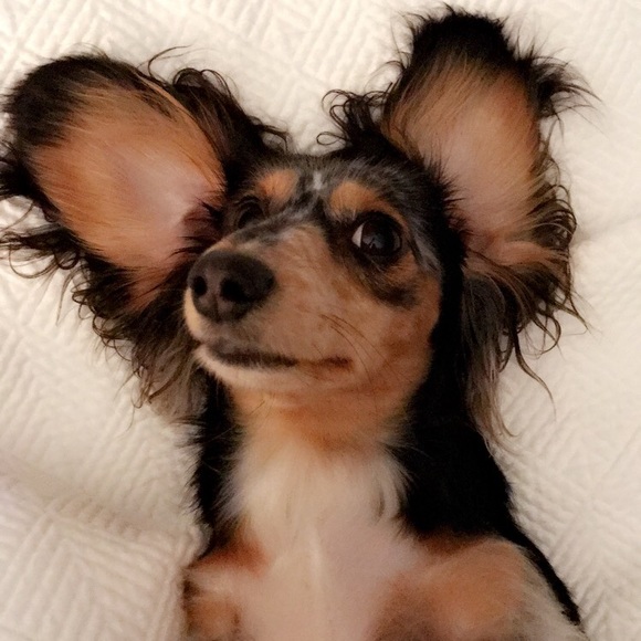 Meet your Posher, Mindy - Picture 1 of 1