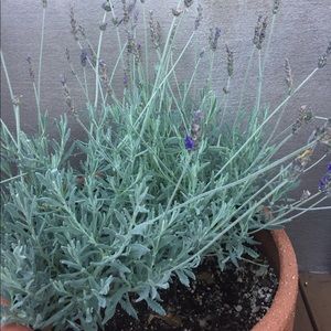 🏖🏝🎢🎠🎡End of Summer Sale⛱🏝🎢🎠🎡