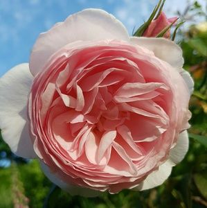 Meet your Posher, Mariah