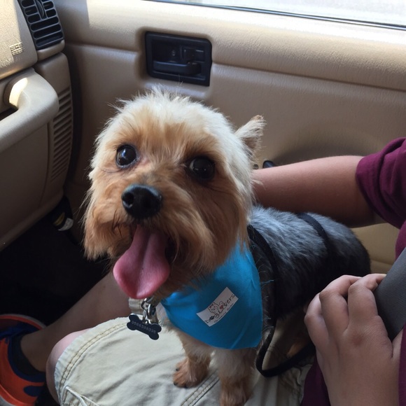 Meet your Posher, Rodolfo - Picture 1 of 1