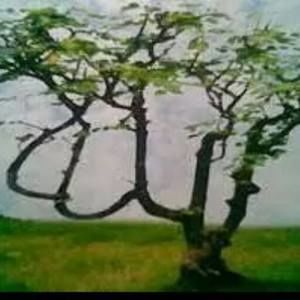 Meet your Posher, King karim