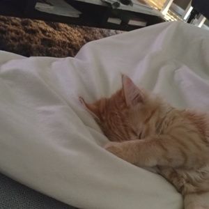 Meet your Posher, Patrick