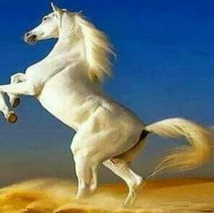 Meet your Posher, Shabazz