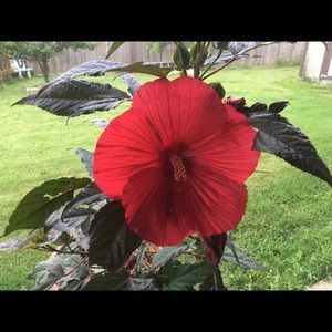 Meet your Posher, Gladys