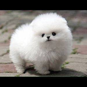 Meet your Posher, Lee