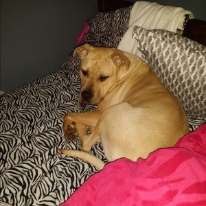 Meet your Posher, Courbey