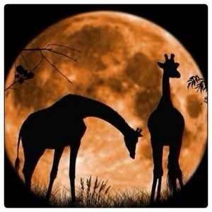 Meet your Posher, Rose