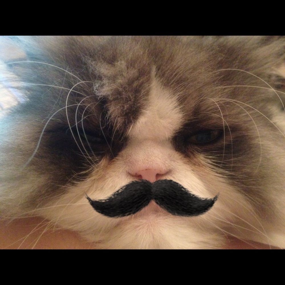 Meet your Posher, Carol