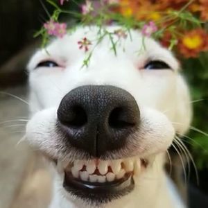 Meet your Posher, Anne