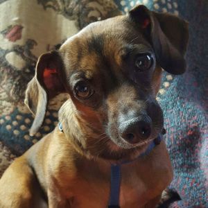 Meet your Posher, Chrissy