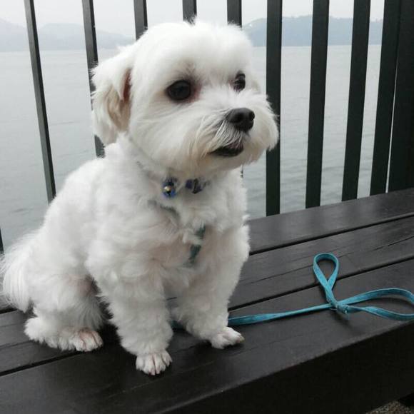 Meet your Posher, Sophia - Picture 1 of 1