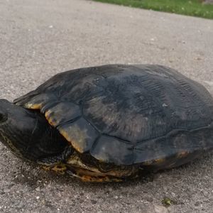 Meet your Posher, Kenny