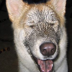 Meet your Posher, Shari