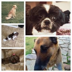 Meet your Posher, Teresa