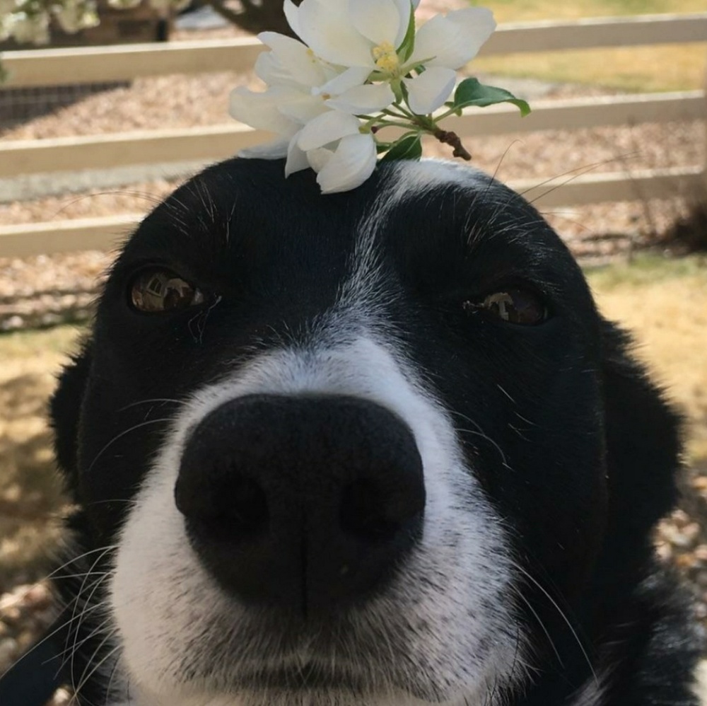 Meet your Posher, Molly