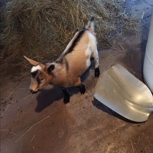 Meet your Posher, Isa