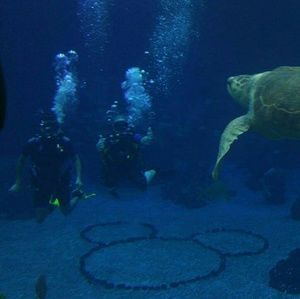 Meet your Posher, Renee