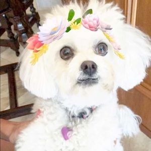 Meet your Posher, Ban