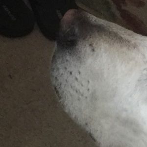 Meet your Posher, Liam