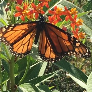 Meet your Posher, Anne elise