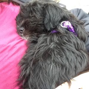 Meet your Posher, Alana