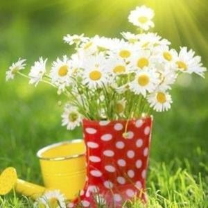 Meet your Posher, Donna