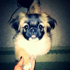 Meet your Posher, Donna