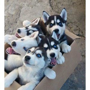 Meet your Posher, Reagan